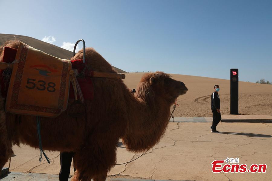 Фотография: В Китае установили первый в мире светофор для верблюдов №3 - BigPicture.ru