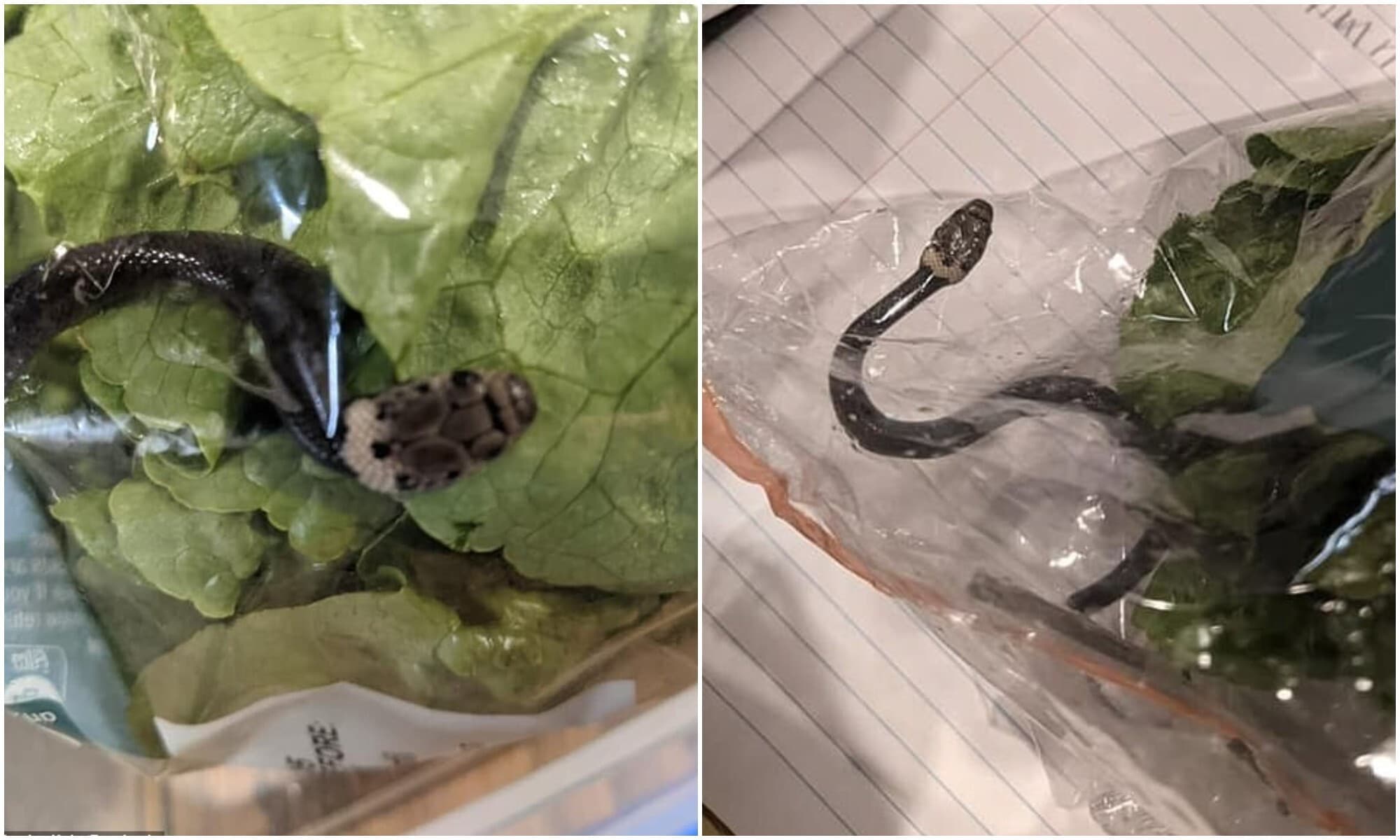 Жительница Австралии нашла змею в магазинном салате