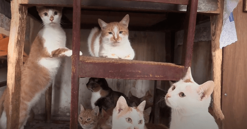 Фотография: Москвичка получила в наследство от бабушки 70 кошек и теперь ищет им дом №2 - BigPicture.ru