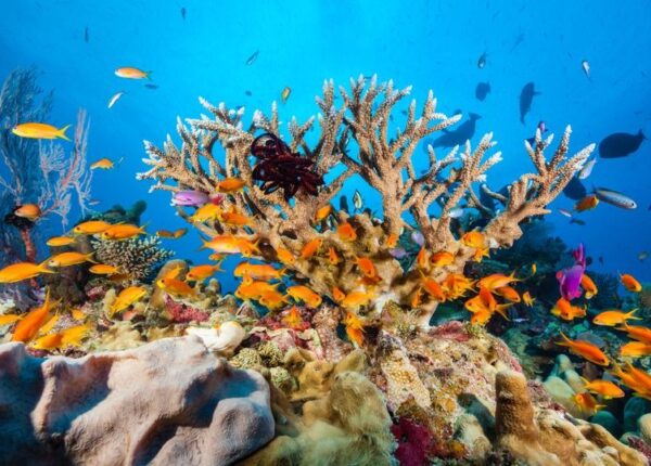 Американская фирма ритуальных услуг предлагает превращать прах умерших в коралловые рифы