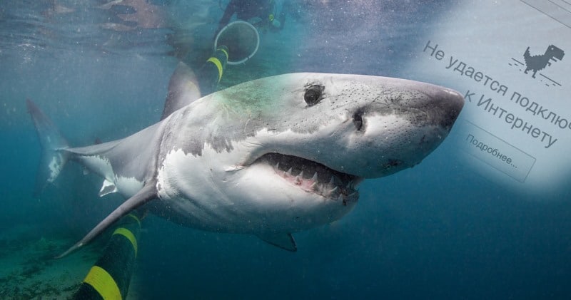 Фотография: Интернет приходится защищать от... нападений акул №1 - BigPicture.ru