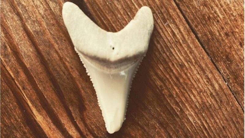 Фотография: Серфер отсудил у государства зуб акулы, которая откусила ему ногу №3 - BigPicture.ru