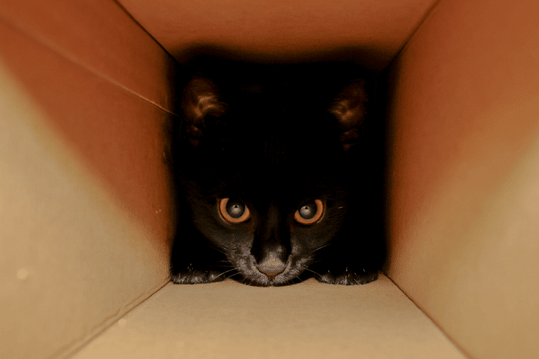 Ученые объяснили, почему кошки любят сидеть в коробках и пакетах