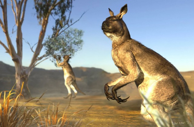 Фотография: Копытный кенгуру прокоптодон – вымерший гигант Австралии №6 - BigPicture.ru