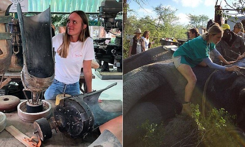 Доктор из джунглей спешит на помощь: девушка ветеринар из Австралии спасает слонов