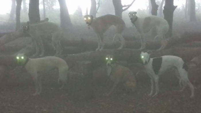Фотография: Ужас на крыльях ночи: 40 кошек и собак, которые будто пришли из страшных снов №24 - BigPicture.ru