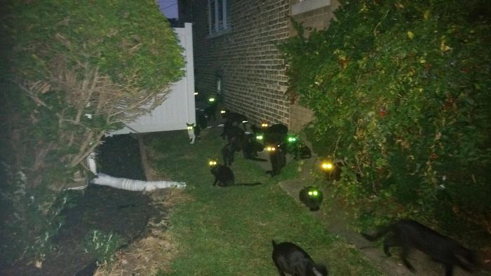 Фотография: Ужас на крыльях ночи: 40 кошек и собак, которые будто пришли из страшных снов №34 - BigPicture.ru