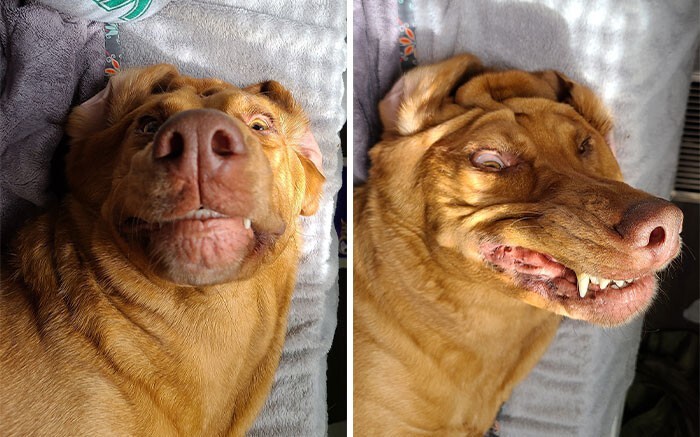 Фотография: 20+ смешных фото собак, с которыми явно что-то пошло не так №17 - BigPicture.ru