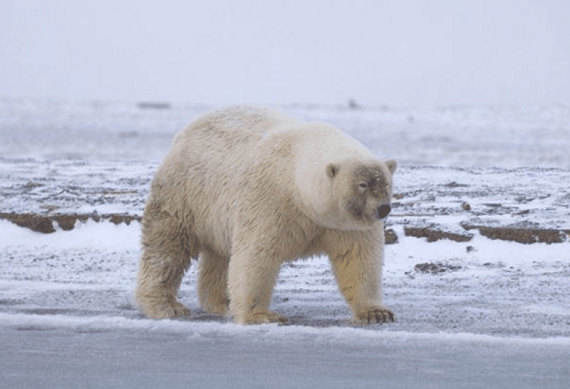 Гролар &mdash; гибрид белого медведя и гризли