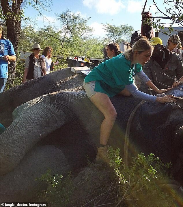 Фотография: Доктор из джунглей спешит на помощь: девушка ветеринар из Австралии спасает слонов №7 - BigPicture.ru