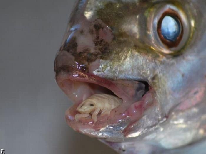 Фотография: Рыбак из ЮАР столкнулся с пугающим паразитом, ставшим частью живой рыбы №8 - BigPicture.ru