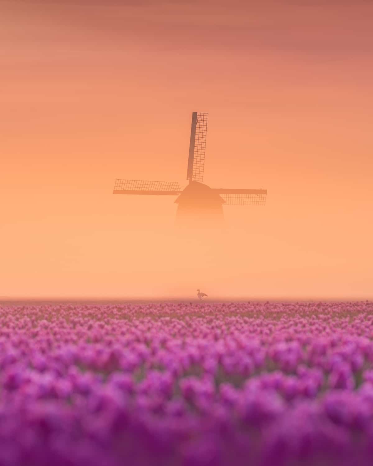 Сказочные фотографии прекрасной Голландии, от которых захватывает дух