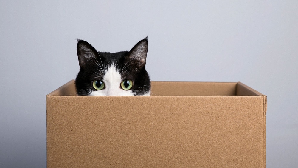 Фотография: Ученые объяснили, почему кошки любят сидеть в коробках и пакетах №1 - BigPicture.ru