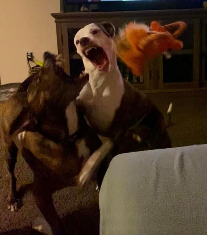 20+ смешных фото собак, с которыми явно что-то пошло не так