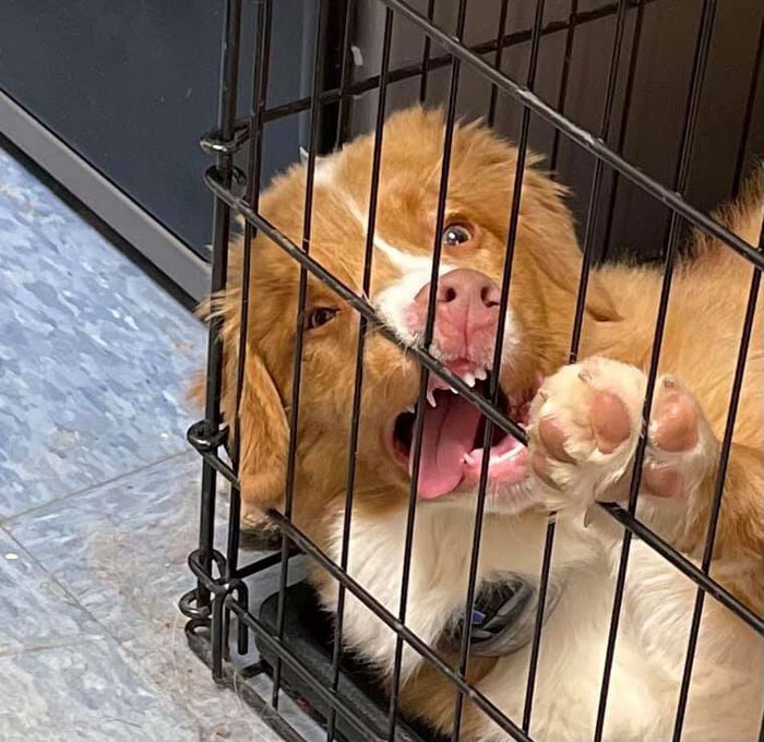 20+ смешных фото собак, с которыми явно что-то пошло не так