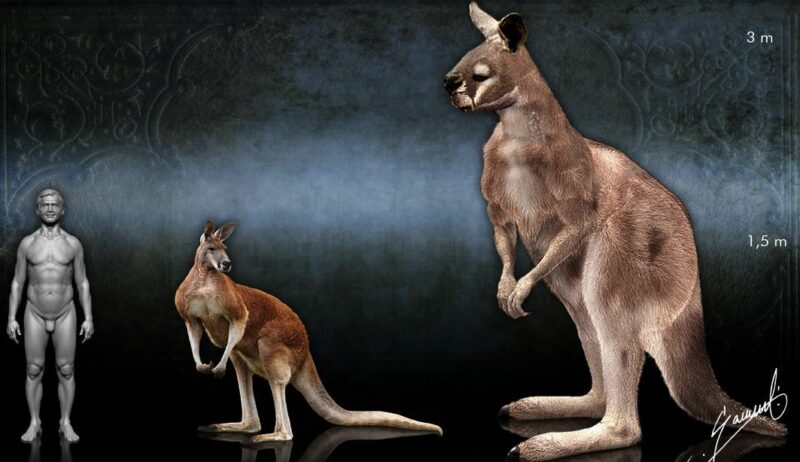 Фотография: Копытный кенгуру прокоптодон – вымерший гигант Австралии №1 - BigPicture.ru