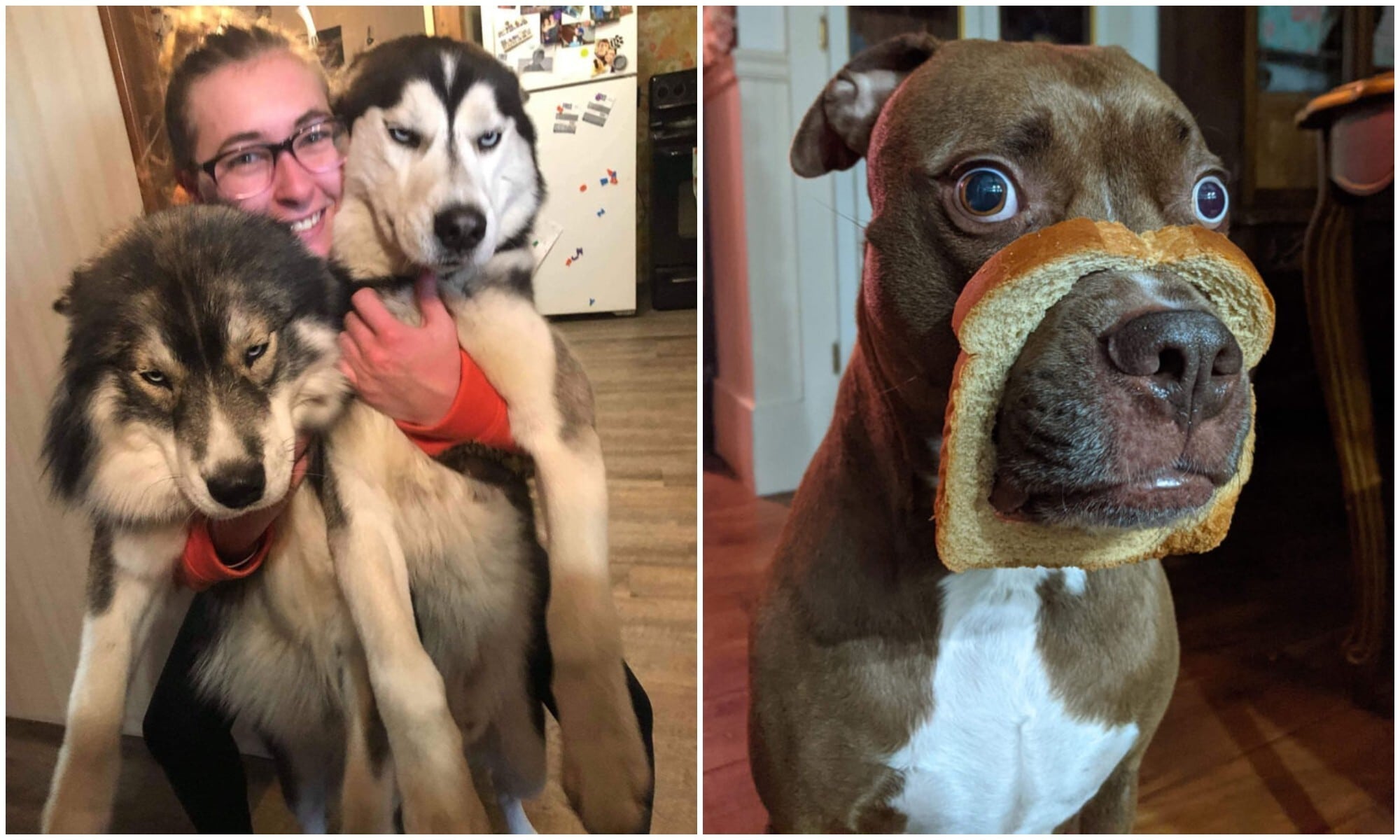 20+ смешных фото собак, с которыми явно что-то пошло не так