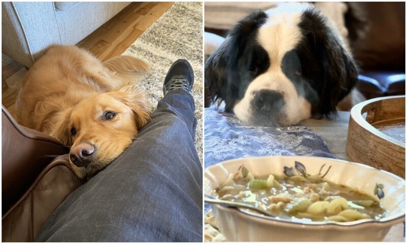 Фотография: Смотрит прямо в душу: 30 собак, которые выпрашивают еду у хозяев №1 - BigPicture.ru
