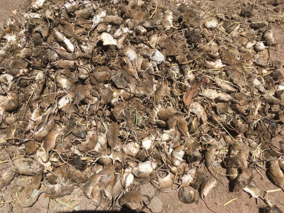 Фотография: Грызуны-захватчики: массовое нашествие мышей в Австралии вызывает ужас №4 - BigPicture.ru