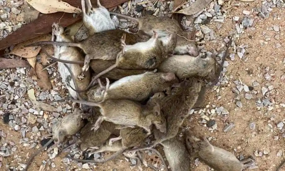 Фотография: Грызуны-захватчики: массовое нашествие мышей в Австралии вызывает ужас №6 - BigPicture.ru