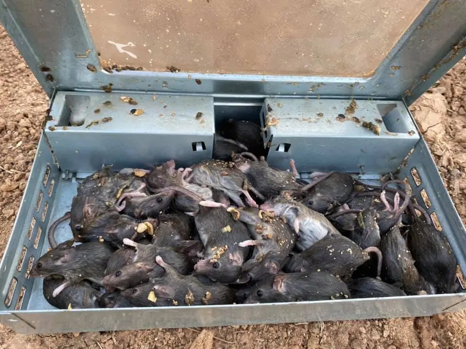 Фотография: Грызуны-захватчики: массовое нашествие мышей в Австралии вызывает ужас №2 - BigPicture.ru