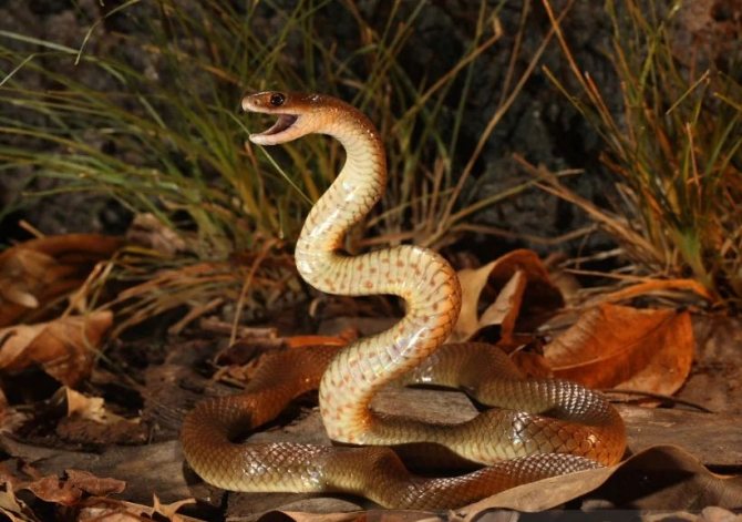 Фотография: Почему самая ядовитая змея планеты ни разу никого не убила №5 - BigPicture.ru