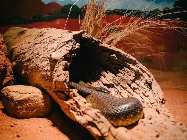 Фотография: Почему самая ядовитая змея планеты ни разу никого не убила №4 - BigPicture.ru