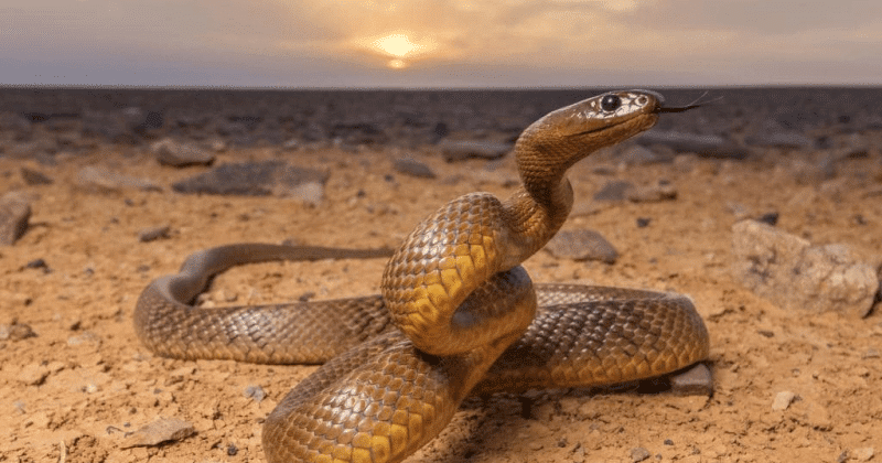 Фотография: Почему самая ядовитая змея планеты ни разу никого не убила №1 - BigPicture.ru
