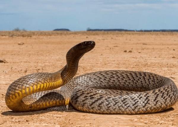 Почему самая ядовитая змея планеты ни разу никого не убила