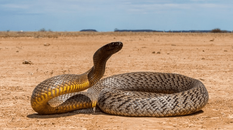 Фотография: Почему самая ядовитая змея планеты ни разу никого не убила №6 - BigPicture.ru