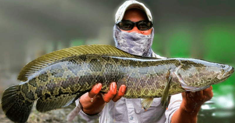 Фотография: Мечта рыбака и ужас эколога: рыба-терминатор змееголов захватывает водоемы США №1 - BigPicture.ru