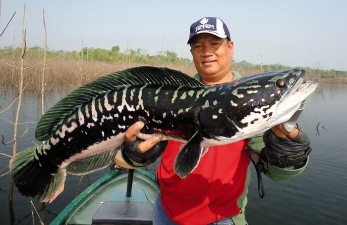 Фотография: Мечта рыбака и ужас эколога: рыба-терминатор змееголов захватывает водоемы США №2 - BigPicture.ru