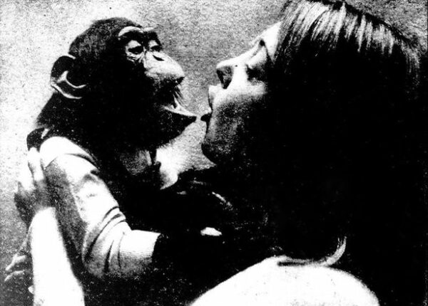 Трагическая судьба Нима Чимпского, или Можно ли из обезьяны сделать человека