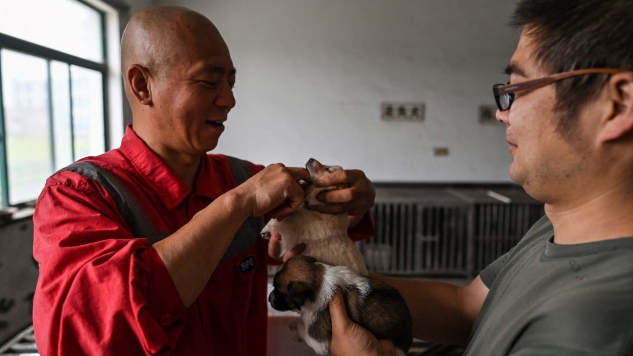 Фотография: Благая миссия: монах из Шанхая заботится о 8 000 бездомных животных №3 - BigPicture.ru