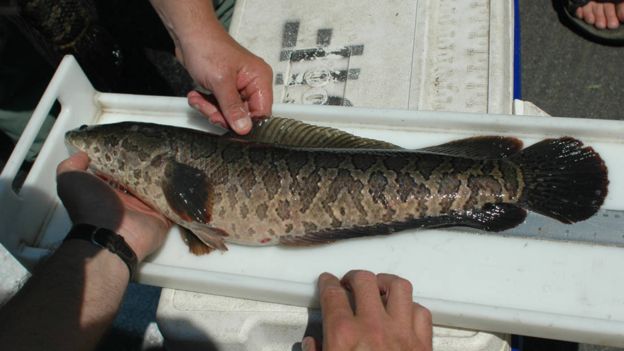 Фотография: Мечта рыбака и ужас эколога: рыба-терминатор змееголов захватывает водоемы США №7 - BigPicture.ru