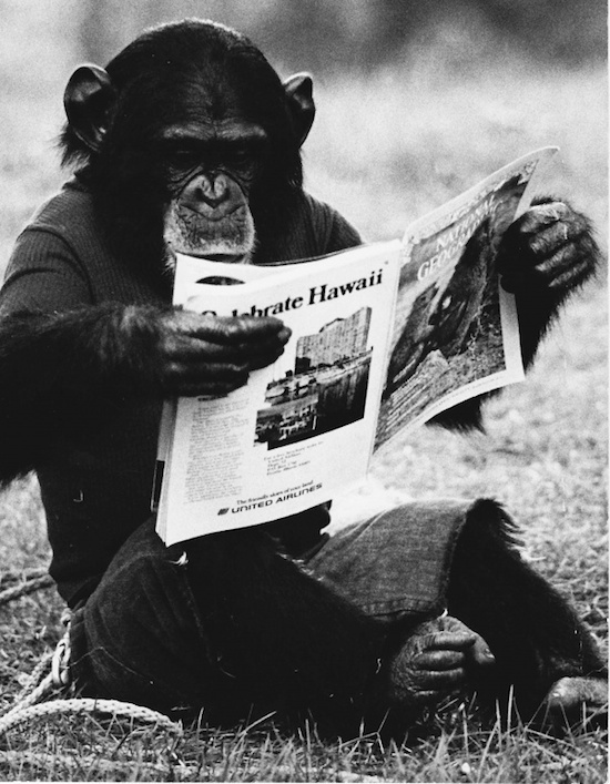 Фотография: Трагическая судьба Нима Чимпского, или Можно ли из обезьяны сделать человека №3 - BigPicture.ru