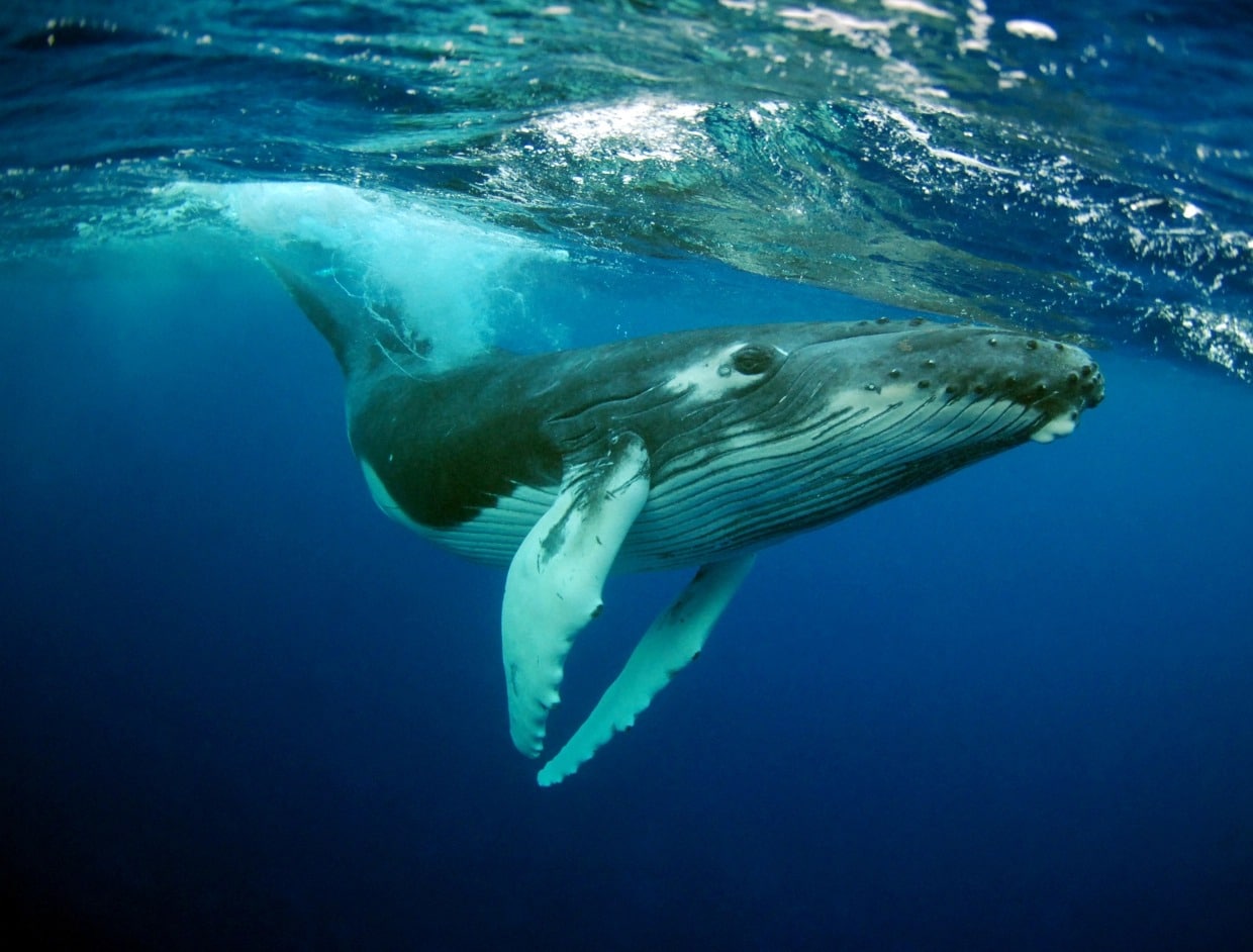 Фотография: Горбатый кит проглотил дайвера и выплюнул его обратно №4 - BigPicture.ru