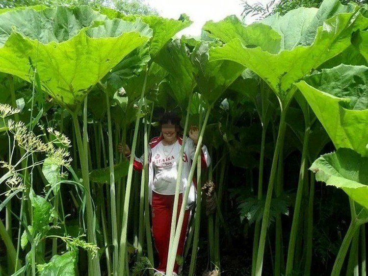 Фотография: В стране лиллипутов: поразительные фото растений-гигантов на Сахалине №1 - BigPicture.ru