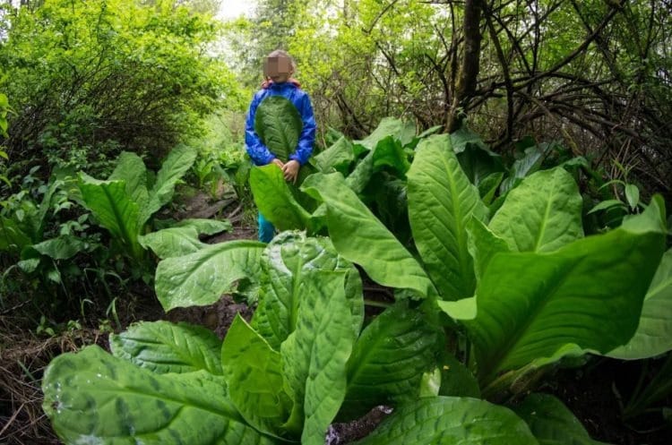 В стране лиллипутов: поразительные фото растений-гигантов на Сахалине