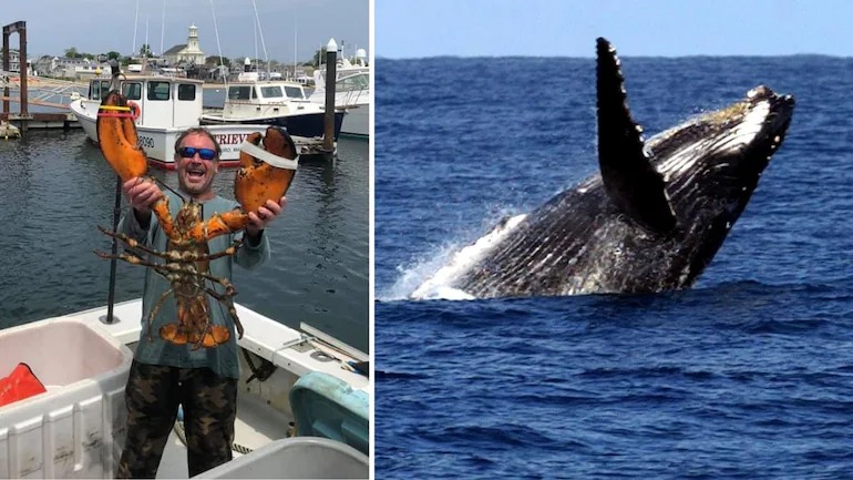 Горбатый кит проглотил дайвера и выплюнул его обратно