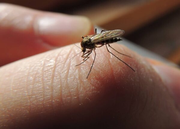Почему комары кусают одних людей больше, чем других?