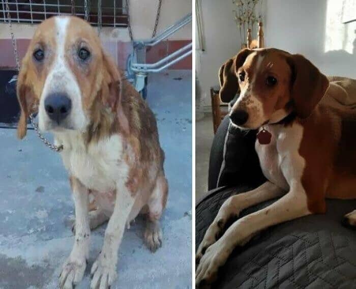 Фотография: 33 фото собак до и после спасения, которые трогают душу №31 - BigPicture.ru