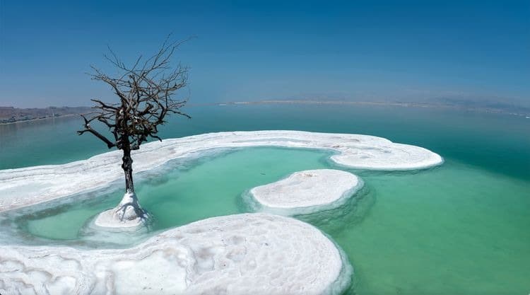 Фотография: Дерево жизни: тайна одинокого растения посреди Мертвого моря №3 - BigPicture.ru