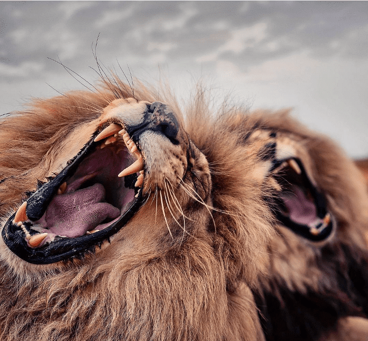 Фотография: 25 великолепных фотографий львов от знаменитого фотографа хищников Саймона Нидхэма №18 - BigPicture.ru