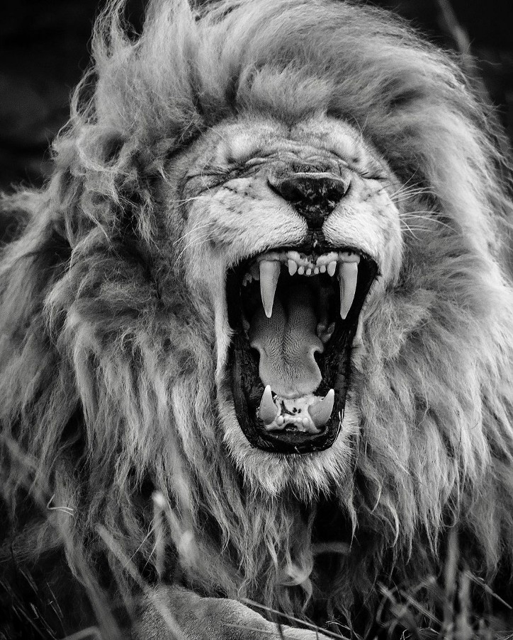 Фотография: 25 великолепных фотографий львов от знаменитого фотографа хищников Саймона Нидхэма №23 - BigPicture.ru