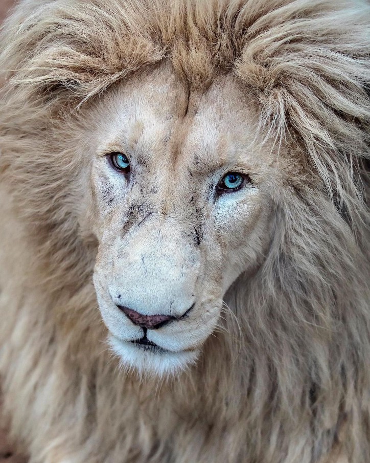 Фотография: 25 великолепных фотографий львов от знаменитого фотографа хищников Саймона Нидхэма №4 - BigPicture.ru