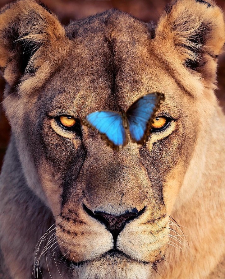 Фотография: 25 великолепных фотографий львов от знаменитого фотографа хищников Саймона Нидхэма №19 - BigPicture.ru