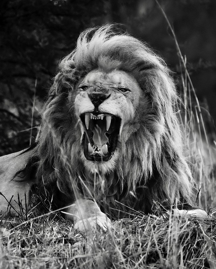 Фотография: 25 великолепных фотографий львов от знаменитого фотографа хищников Саймона Нидхэма №21 - BigPicture.ru