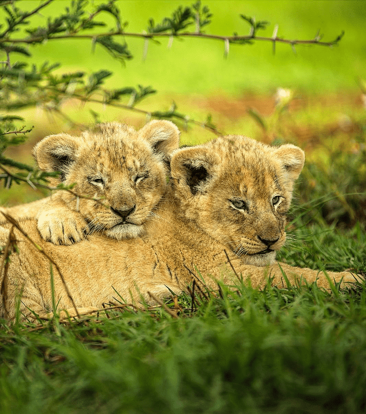 Фотография: 25 великолепных фотографий львов от знаменитого фотографа хищников Саймона Нидхэма №14 - BigPicture.ru