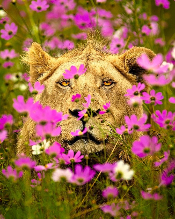 Фотография: 25 великолепных фотографий львов от знаменитого фотографа хищников Саймона Нидхэма №15 - BigPicture.ru